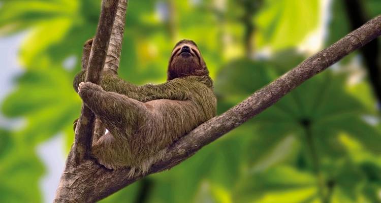 Highlights of Costa Rica 13 nights) - MEIERS WELTREISEN 6