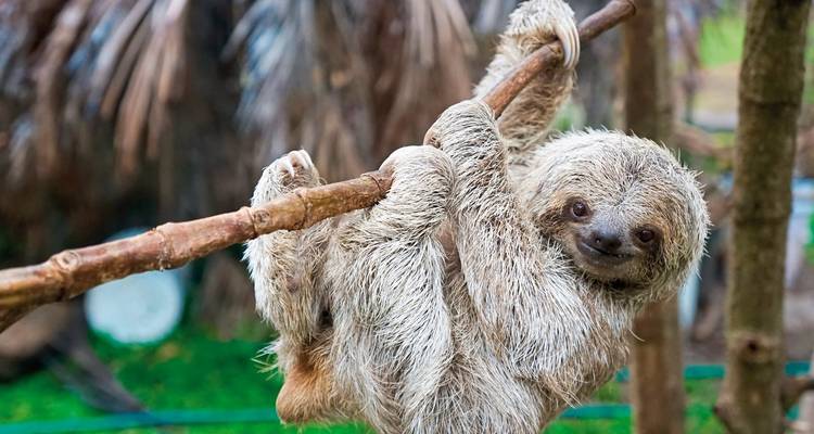 Sloth hanging on a branch in Costa Rica