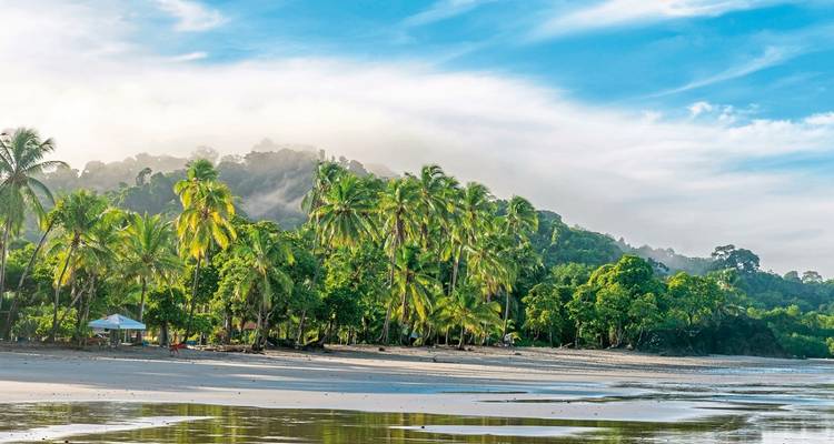 Beach with palm trees and lush hills