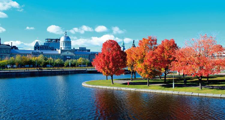 Arbres d'automne au bord d'une rivière avec des bâtiments de la ville en arrière-plan.
