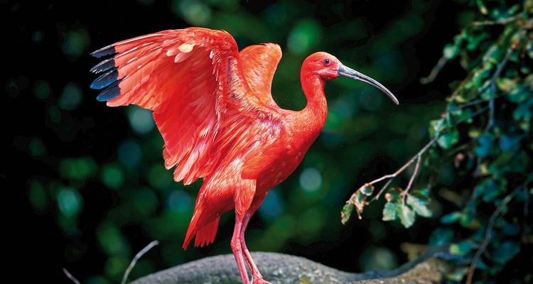 Rode ibis vogel met gespreide vleugels, zittend op een tak.