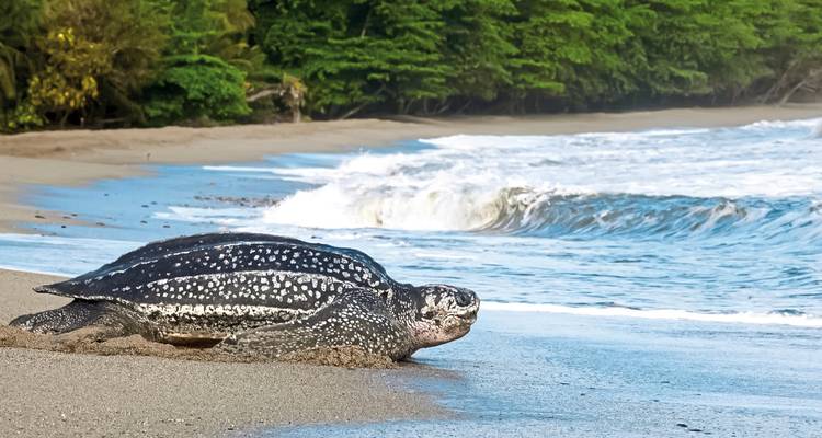 Lederschildpad kruipend op een zanderig strand.
