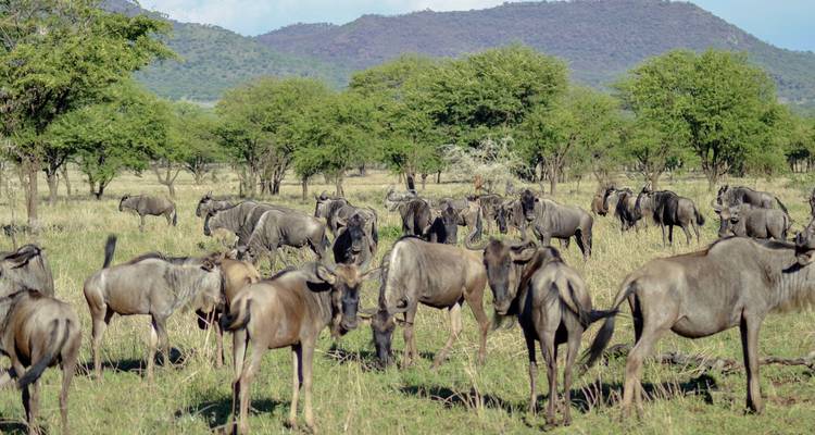 La Tanzanie pour tous les sens - MEIERS WELTREISEN 1