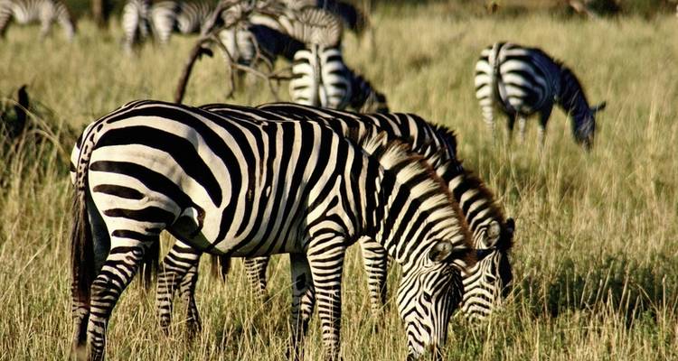 La Tanzanie pour tous les sens - MEIERS WELTREISEN 2