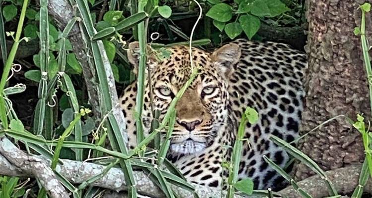 Cultura y safari - MEIERS WELTREISEN 2