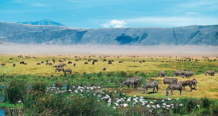 Vast Tanzanian landscape with zebras and storks in a green savannah.
