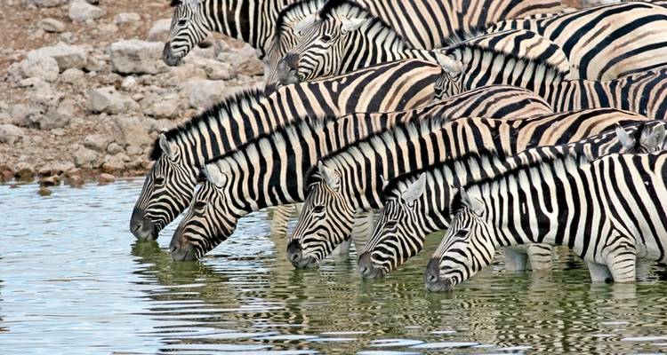 Namibia fly-in Safari - MEIERS WELTREISEN 1
