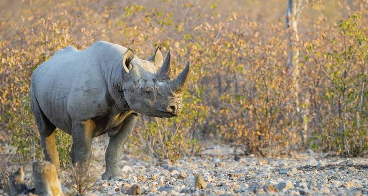 Rhino walking in the savannah.