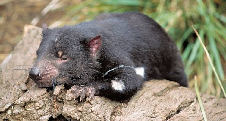 Experience Tasmania actively - MEIERS WELTREISEN 4