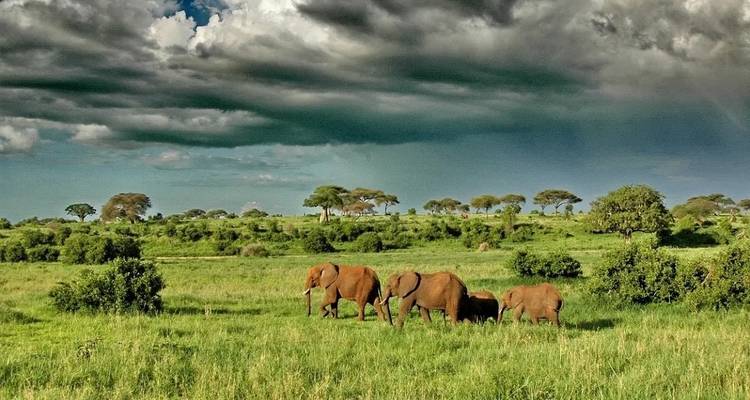 1-day Amazing Tour Tarangire National Park Safari - Kilimanjaro - Kilingeadventures 1