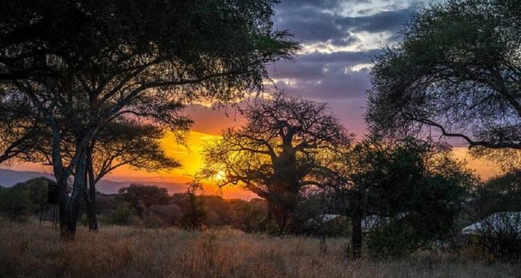 1-day Amazing Tour Tarangire National Park Safari - Kilimanjaro - Kilingeadventures 4