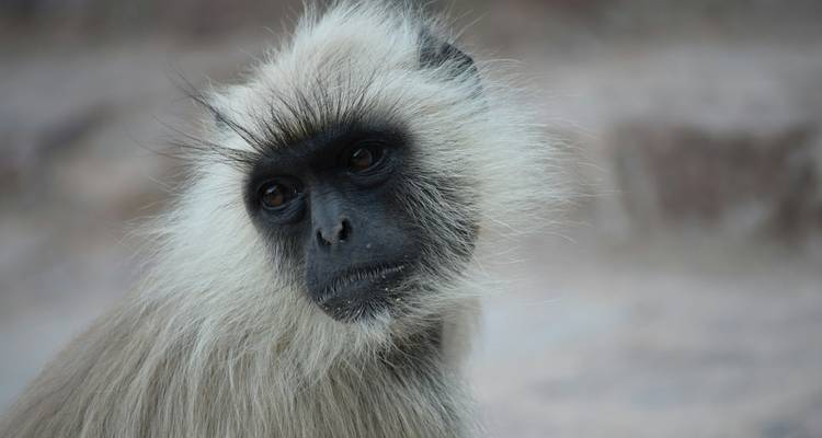Gros plan d'un langur au visage expressif.
