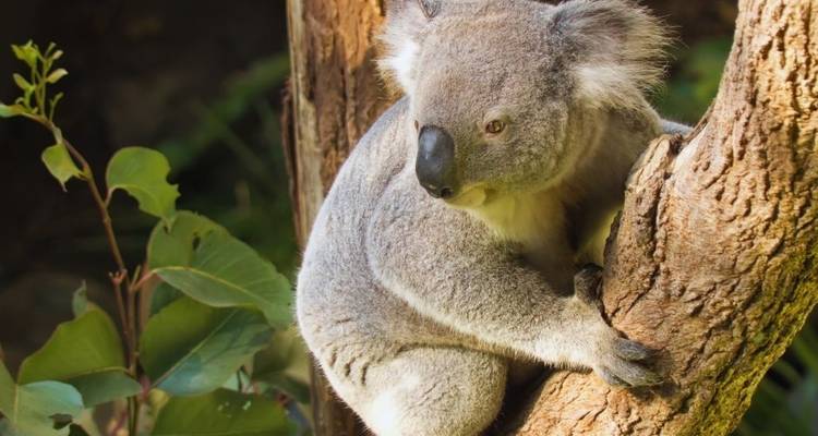 13 Days New Zealand and Australia Explorer - Australia and New Zealand Travel Company 9