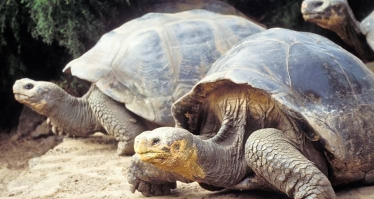 Highlights of the Galapagos - 14 days - On The Go Tours 10