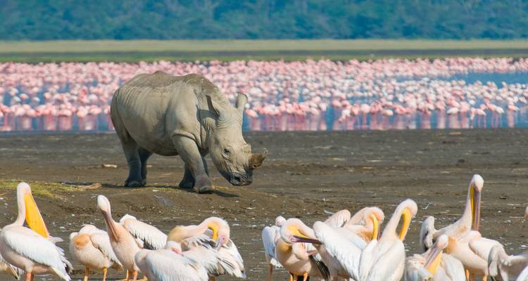 Neushoorn nadert de oever van het meer met flamingo's op de achtergrond en pelikanen op de voorgrond.
