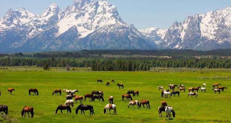Grand Teton sauvage et Yellowstone - 8 jours - On The Go Tours 3