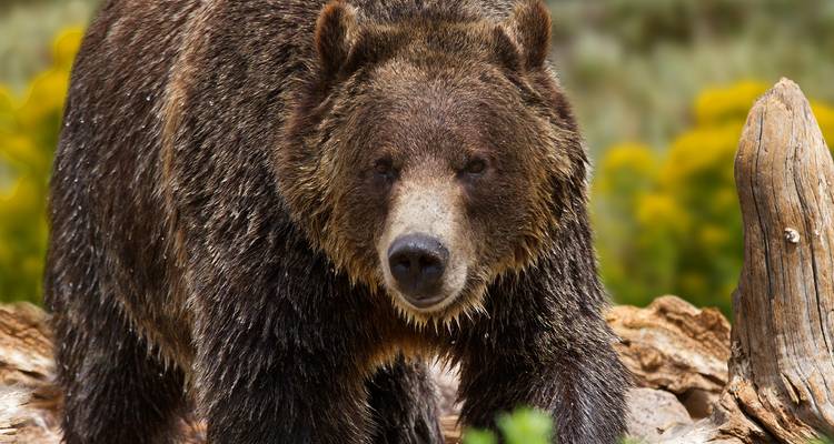 Un puissant grizzli passe devant des troncs d'arbres tombés dans la nature sauvage de Yellowstone.