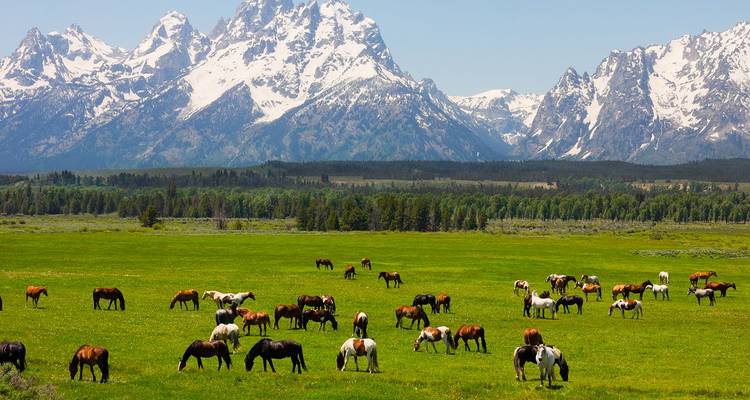 Picos nevados de Teton elevándose sobre un prado verde con un rebaño de caballos pastando