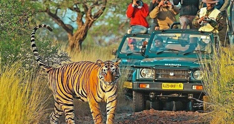 4-Day Golden Triangle & Ranthambore Tiger Safari from Delhi - India Taj Tour 4