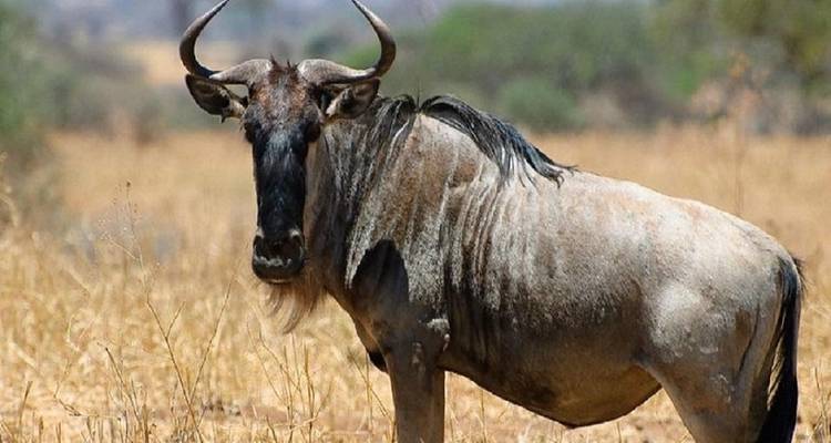 Merveilleux 5 jours du parc national du Serengeti au cratère du Ngorongoro - Kilingeadventures 1