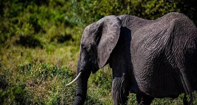 Merveilleux 5 jours du parc national du Serengeti au cratère du Ngorongoro - Kilingeadventures 3