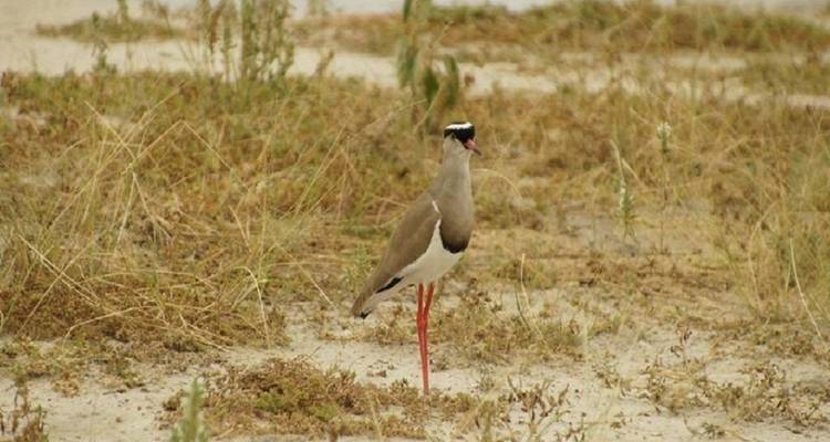 Merveilleux 5 jours du parc national du Serengeti au cratère du Ngorongoro - Kilingeadventures 4
