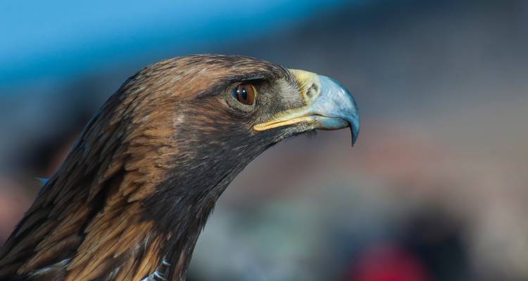 Semaine de l'or - Aigle royal - Tour Mongolia 6