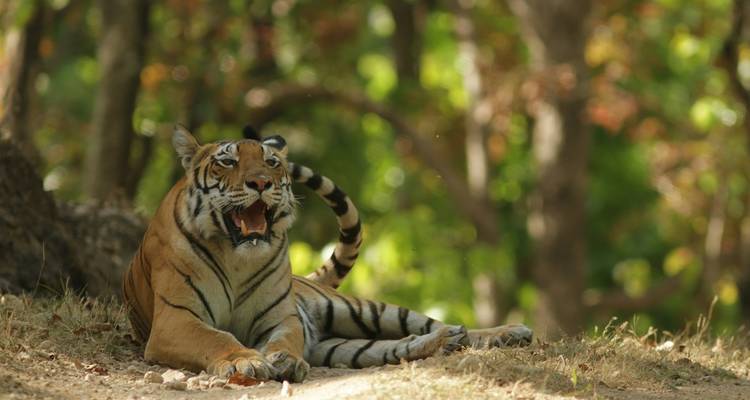 Safari Tigre ultime avec Mumbai - Ramble Advisor 6