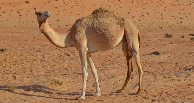 Emiratos y Omán ida y vuelta - Oasis Travel 4