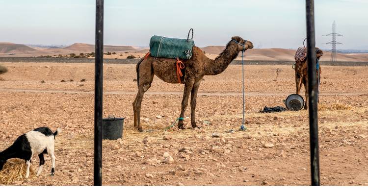 Randonnée à dos de chameau dans le désert et l'oasis d'Agafay - Morocco Getaway Ltd  2