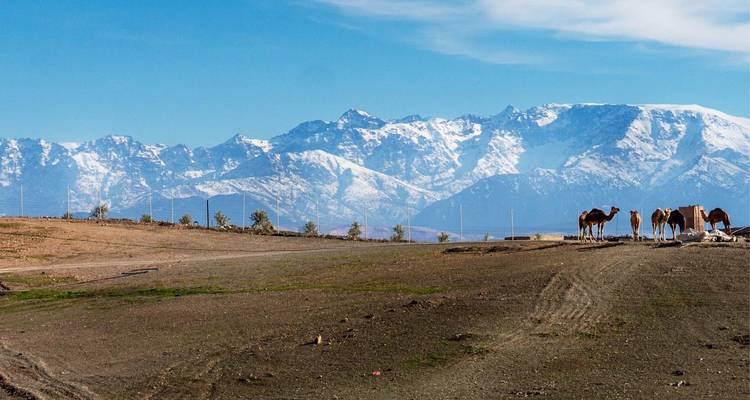 Randonnée à dos de chameau dans le désert et l'oasis d'Agafay - Morocco Getaway Ltd  7