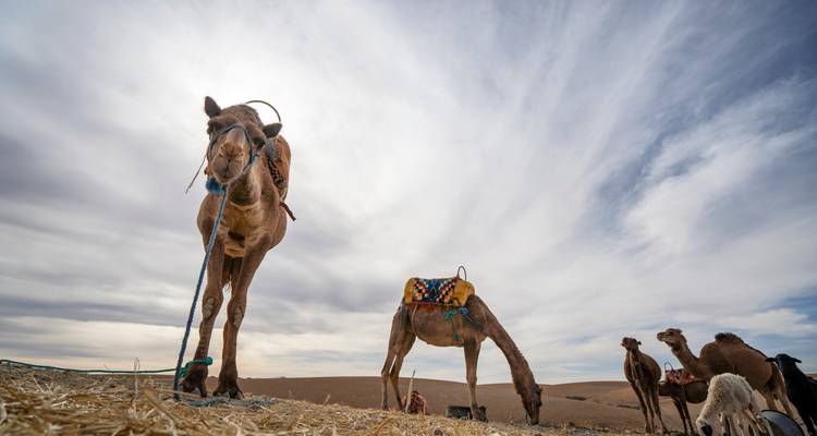 Randonnée à dos de chameau dans le désert et l'oasis d'Agafay - Morocco Getaway Ltd  9
