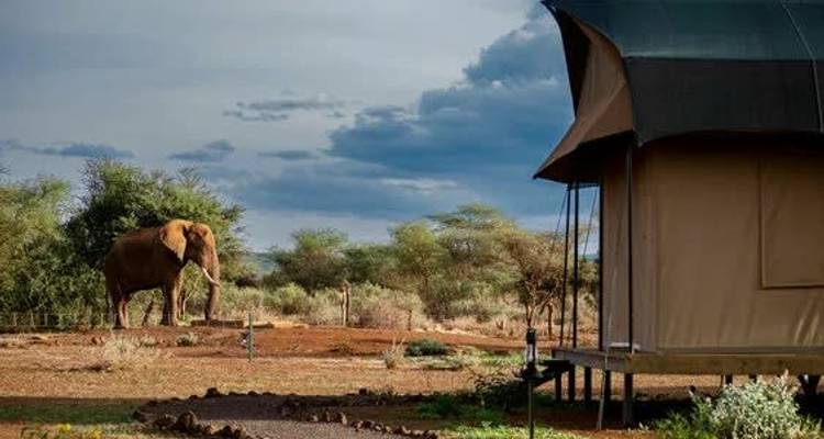 Kenia y Tanzania: Safari en un glamping con los Cinco Grandes - journaway DACH 1