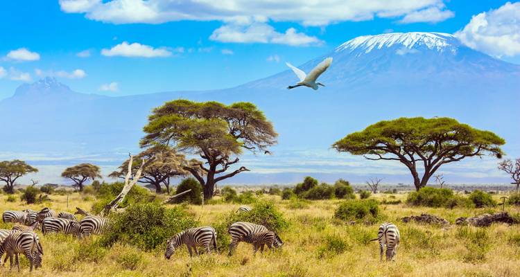 Kenia y Tanzania: Safari en un glamping con los Cinco Grandes - journaway DACH 5