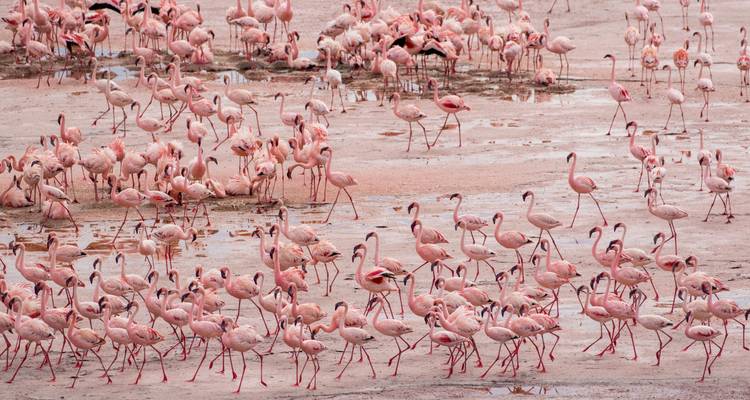 Kenia y Tanzania: Safari en un glamping con los Cinco Grandes - journaway DACH 6