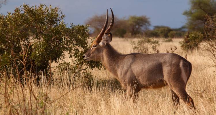 Plan rapproché d'une antilope debout dans des prairies sèches.