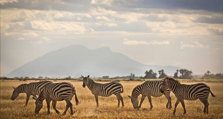 Un groupe de zèbres paissant avec une montagne au loin sous un ciel nuageux.