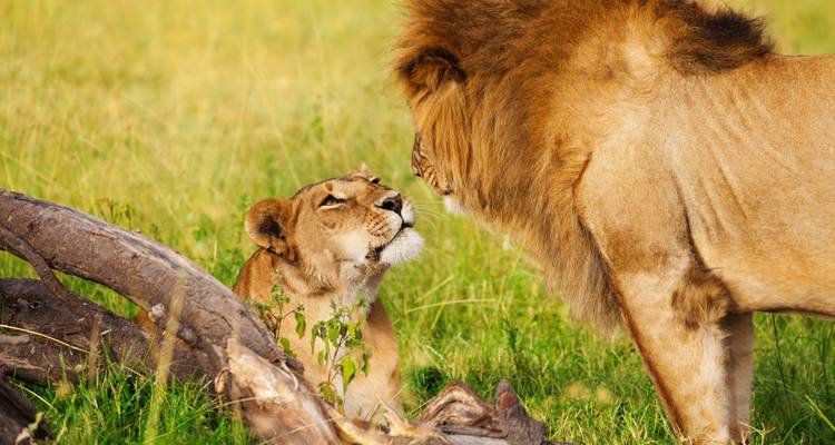 Lion et lionne interagissant dans une zone herbeuse.