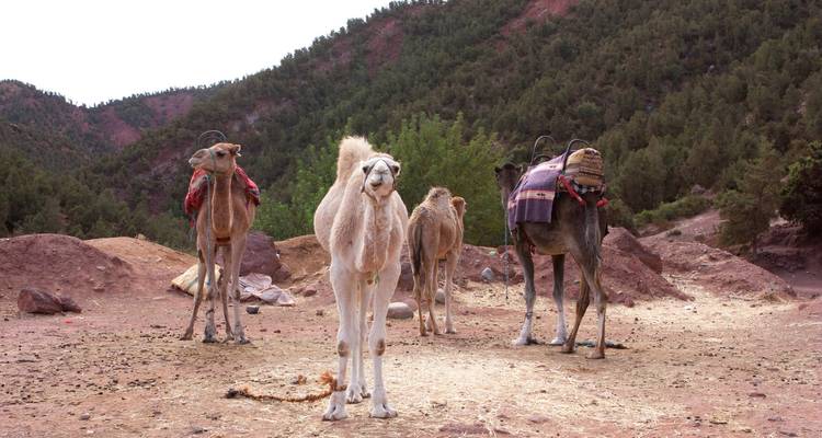 Excursion d'une journée à Imlil depuis Marrakech - Morocco Getaway Ltd  7