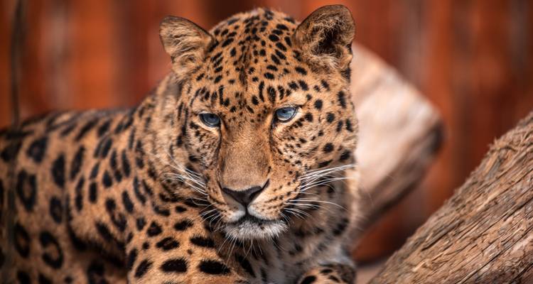 Safari de 4 Días al Serengeti en avión desde Zanzíbar - Lights on Africa Destinations & Safaris 2