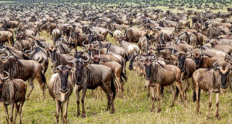 Safari de 4 Días al Serengeti en avión desde Zanzíbar - Lights on Africa Destinations & Safaris 4