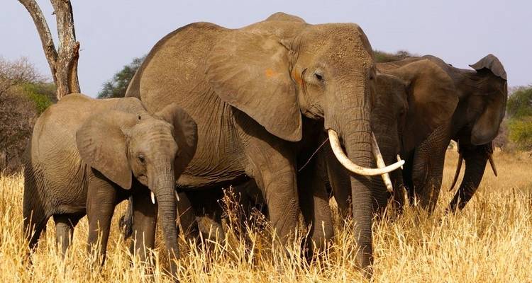 Safari de 4 Días al Serengeti en avión desde Zanzíbar - Lights on Africa Destinations & Safaris 7