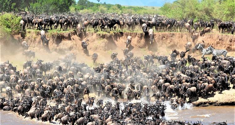 Safari de 4 Días a la Migración del Serengeti-Cruce del río Mara - Lights on Africa Destinations & Safaris 1