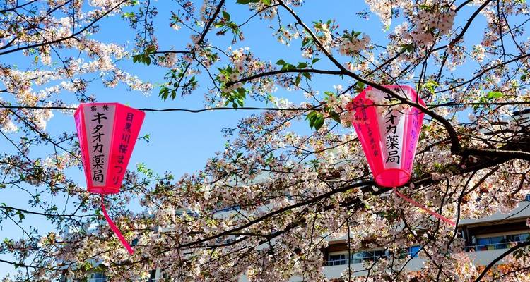 Japon : Partagez un voyage - Vio Travel 1