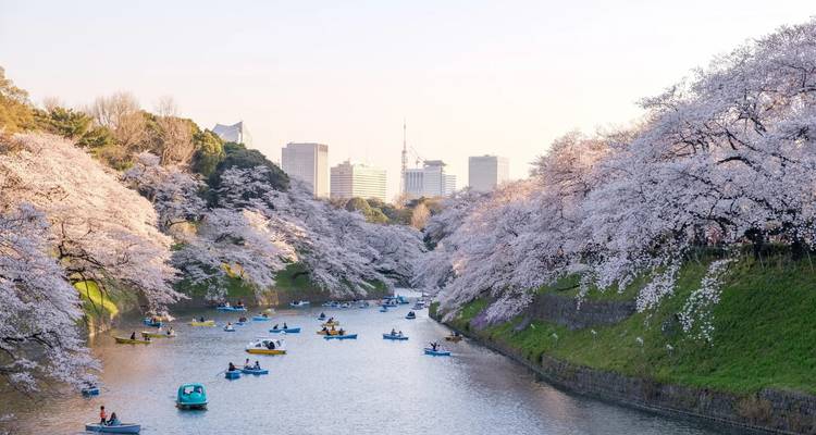 Japon : Partagez un voyage - Vio Travel 9