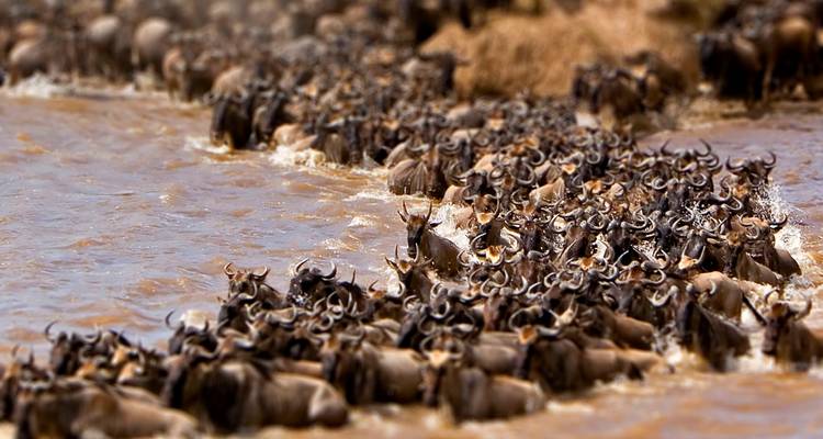 Safari migration du Serengeti de 3 jours - Rivière Mara - Arrivée en avion - Lights on Africa Destinations & Safaris 1