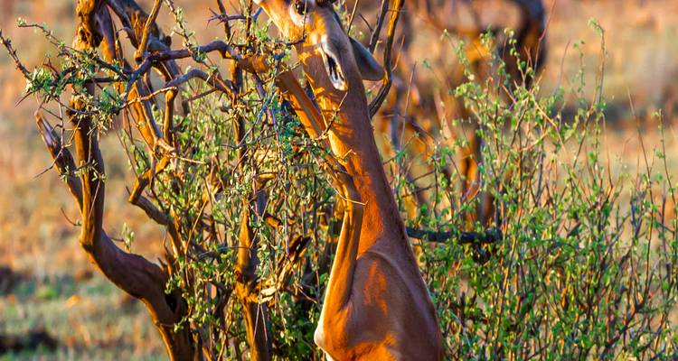 Eine Giraffengazelle, die auf den Hinterbeinen steht, um Blätter von einem Busch zu fressen.
