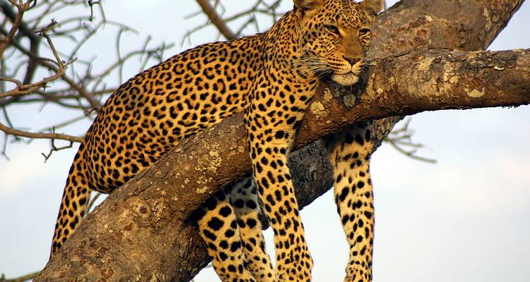 A leopard sprawled leisurely on a tree branch.