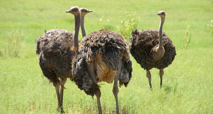 Groupe d'autruches dans un champ herbeux.