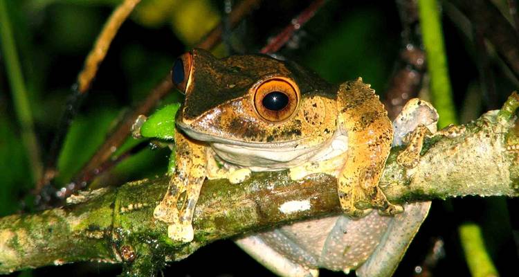 Close-up of a vibrant colored tree frog on a branch.